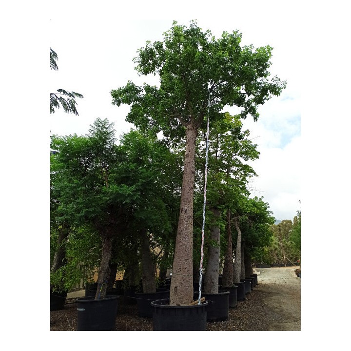 Chorisia speciosa syn ceiba Grande taille (Bombax - Chorisie - Chorisier - Fromager - Kapok)