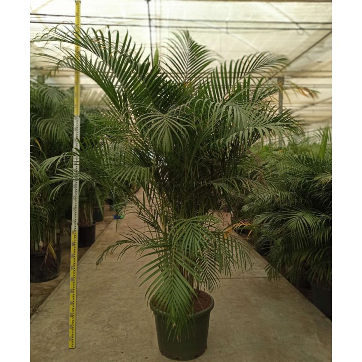 Dypsis lutescens (Multipliant Palmier) SPÉCIMEN