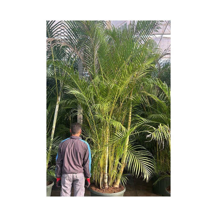 Dypsis lutescens (Multipliant Palmier) SPÉCIMEN