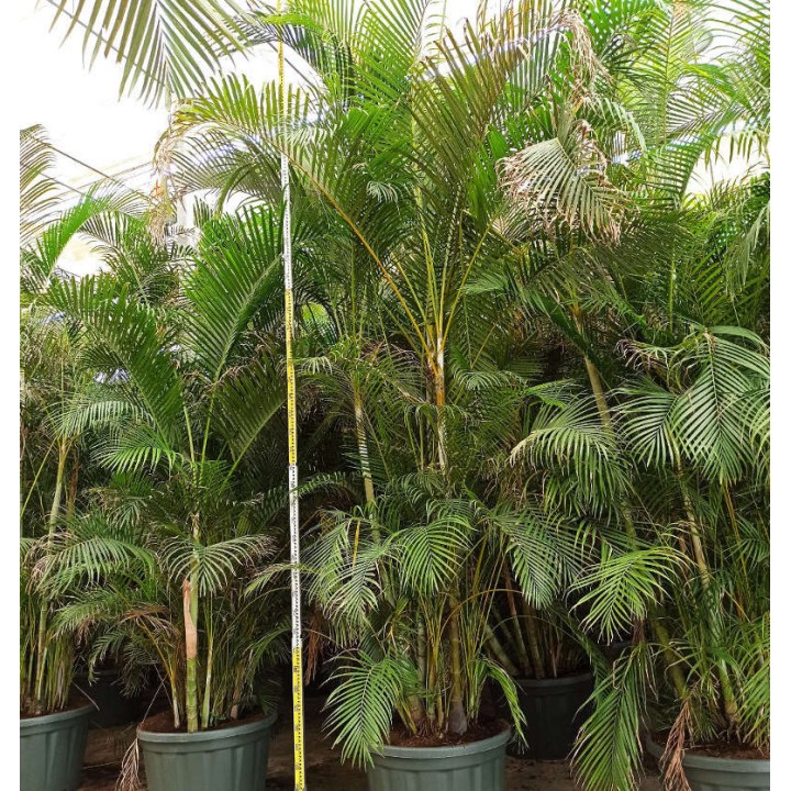 Dypsis lutescens (Multipliant Palmier) SPÉCIMEN