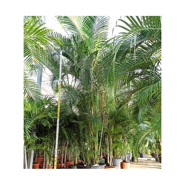 Dypsis lutescens (Multipliant Palmier) SPÉCIMEN