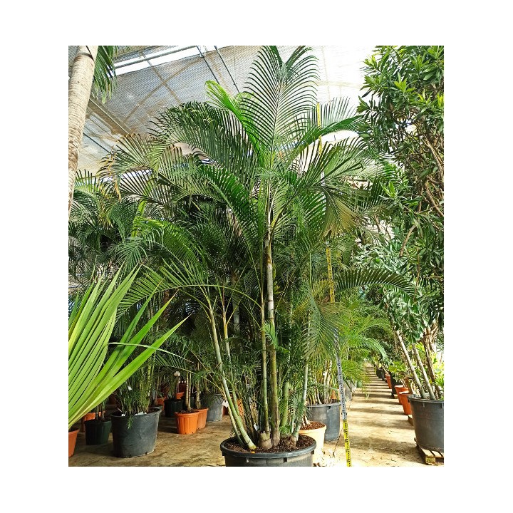Dypsis lutescens (Multipliant Palmier) SPÉCIMEN