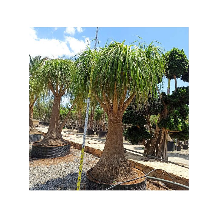 Beaucarnea recurvata syn. Nolina r. SPECIMEN