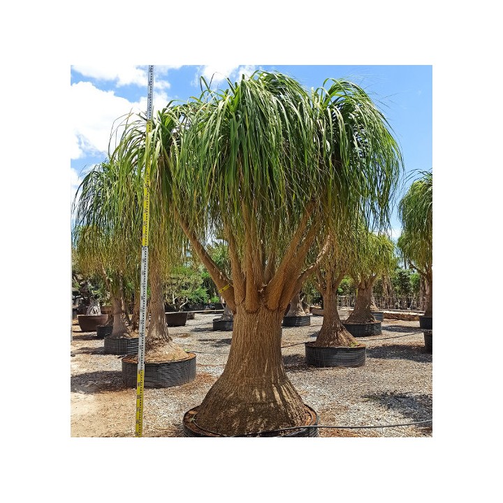 Beaucarnea recurvata syn. Nolina r. SPECIMEN