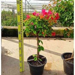 Bougainvillier hybride bougainvillier