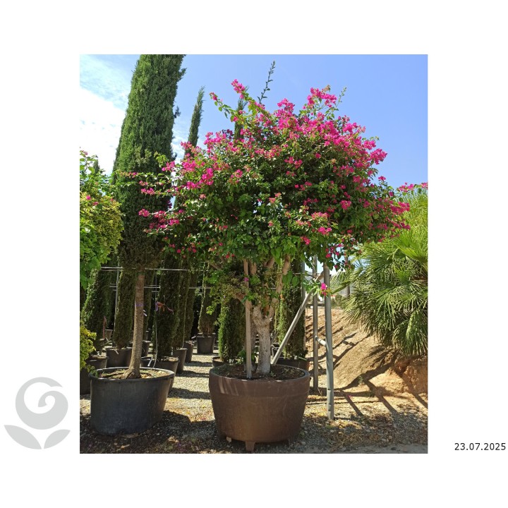 Bougainvillier hybride (bougainvillier) Specimen