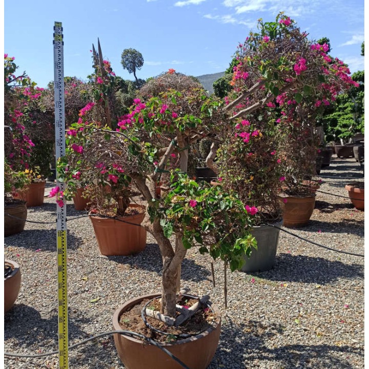 Bougainvillier hybride (bougainvillier) Specimen