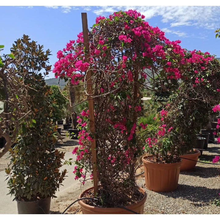 Bougainvillier hybride (bougainvillier) Specimen