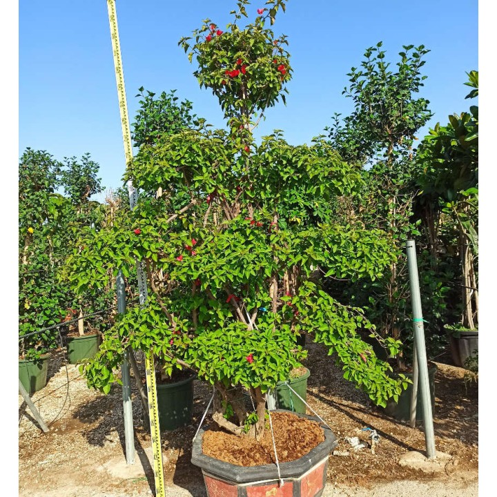 Bougainvillier hybride (bougainvillier) Specimen