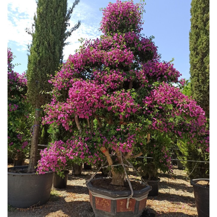 Bougainvillier hybride (bougainvillier) Specimen