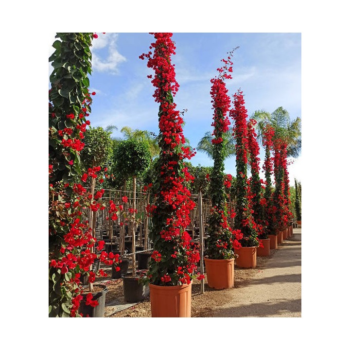 Bougainvillier vera (bougainvillier très florifère) Specimen
