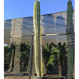 Pachycereus pringlei cactus SPECIMEN