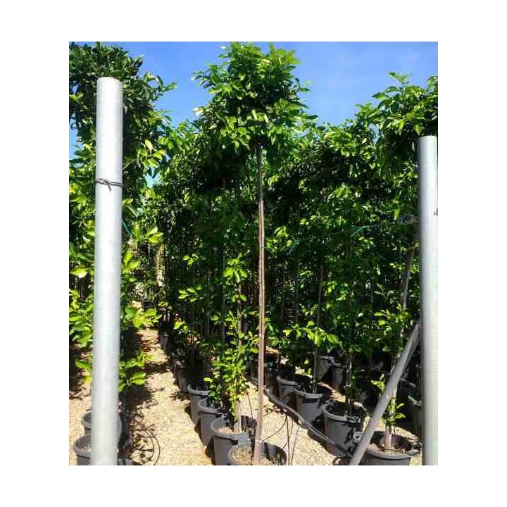 Citrus aurantium (Orange amère/bigaradier)