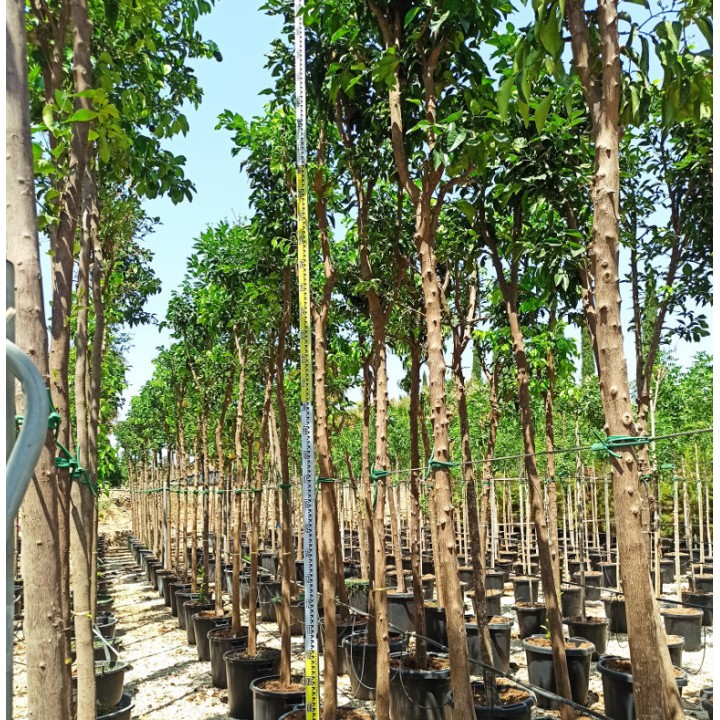Citrus aurantium (Orange amère/bigaradier) Gros sujets