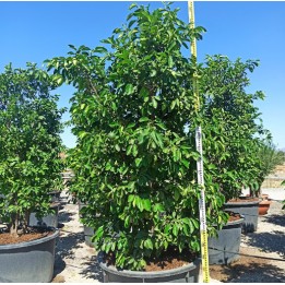 Citrus aurantium (Orange amère/bigaradier) Gros sujets