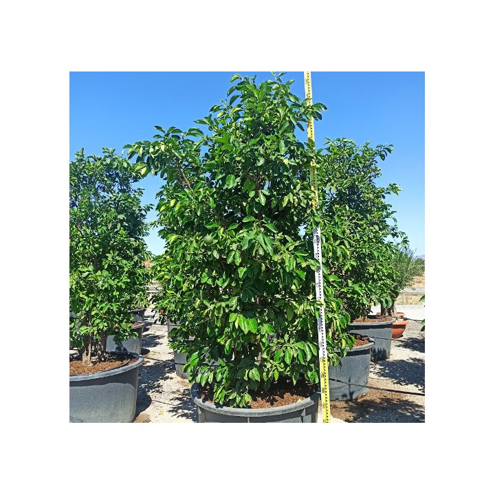 Citrus aurantium (Orange amère/bigaradier) Gros sujets