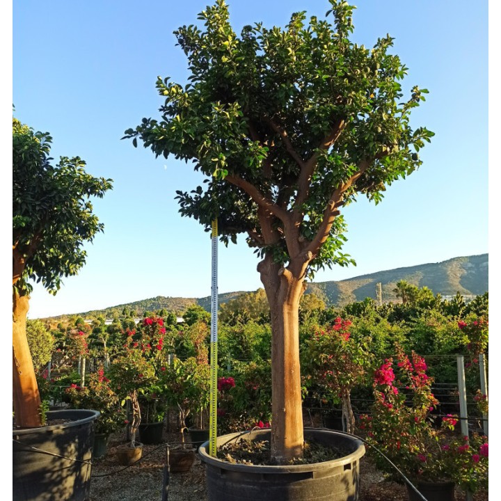 Citrus aurantium (Orange amère/bigaradier) Gros sujets
