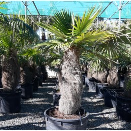 Coccothrinax crinita (palmier à tronc laineux)