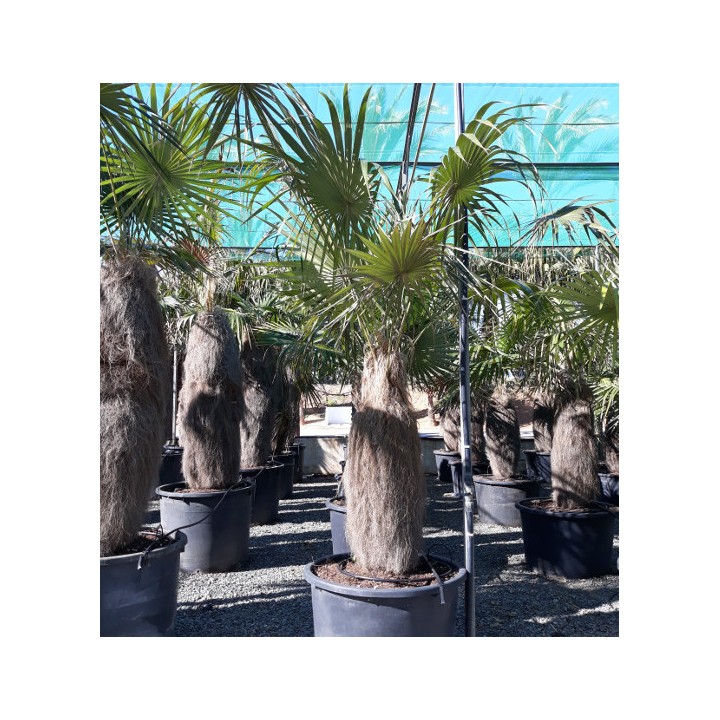 Coccothrinax crinita (palmier à tronc laineux)