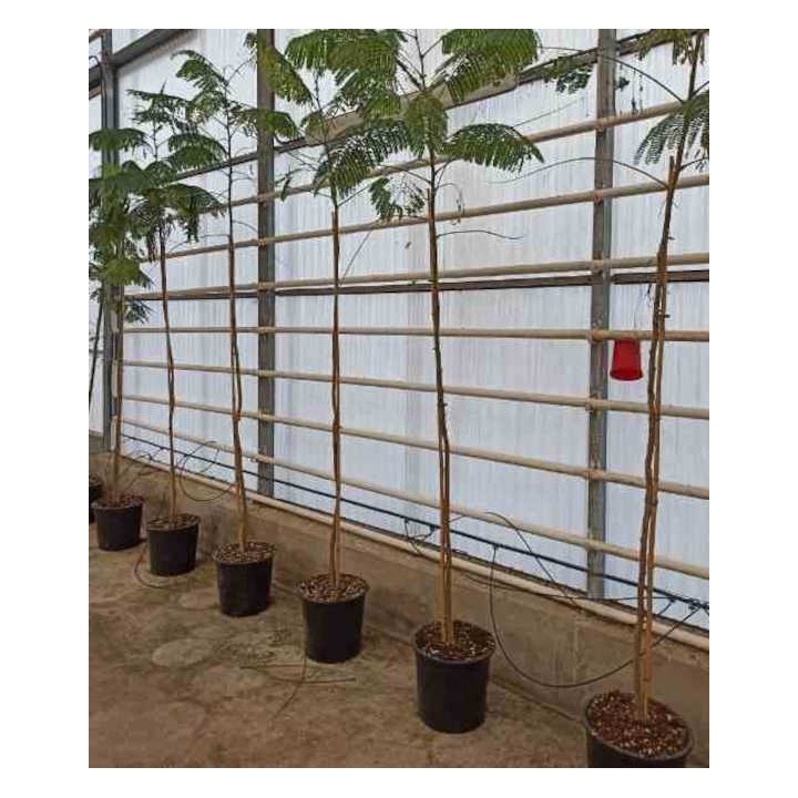Delonix regia Flamboyant