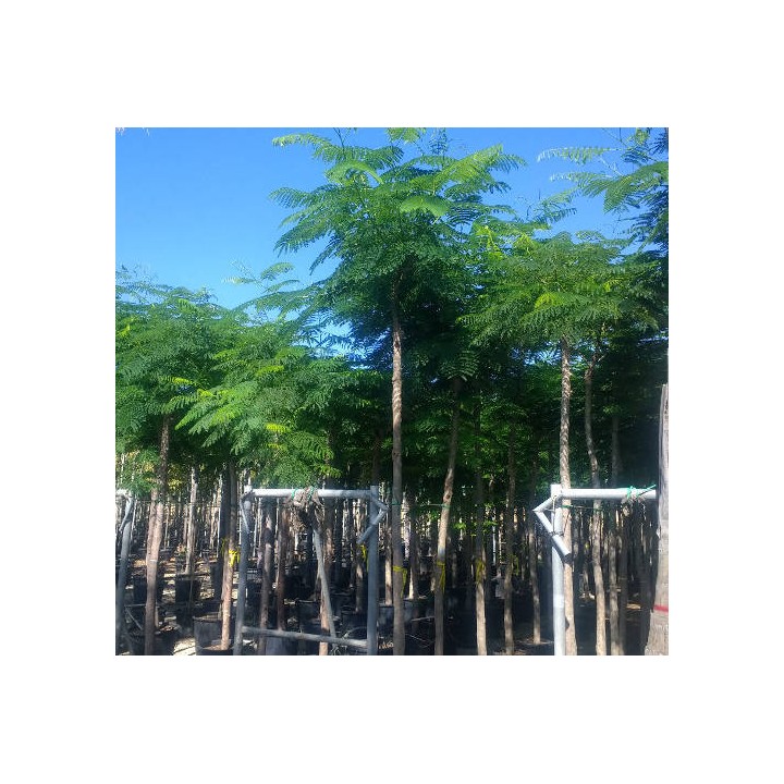 Delonix regia SPECIMEN (Flamboyant)