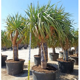 Dracaena draco SPECIMEN (Dragonnier des canaris)