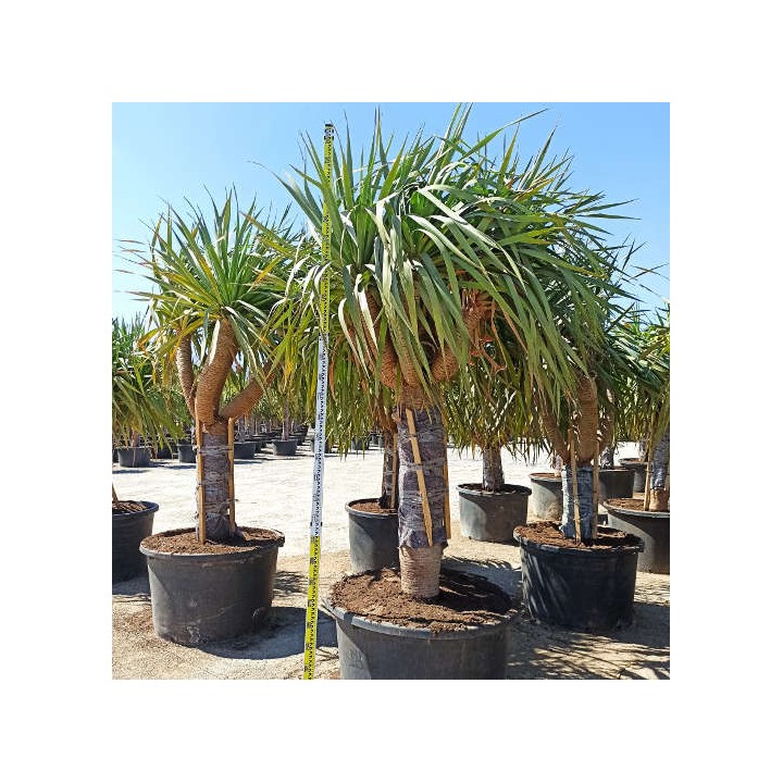 Dracaena draco SPECIMEN (Dragonnier des canaris)