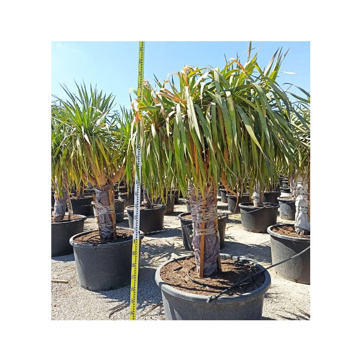 Dracaena draco SPECIMEN (Dragonnier des canaris)