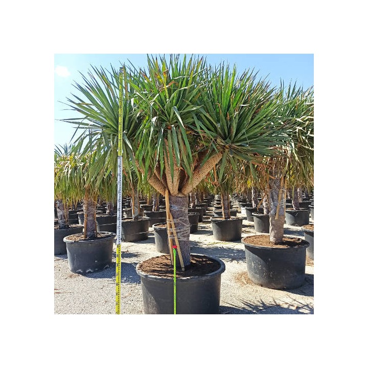 Dracaena draco SPECIMEN (Dragonnier des canaris)