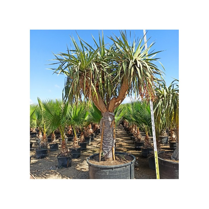 Dracaena draco SPECIMEN (Dragonnier des canaris)