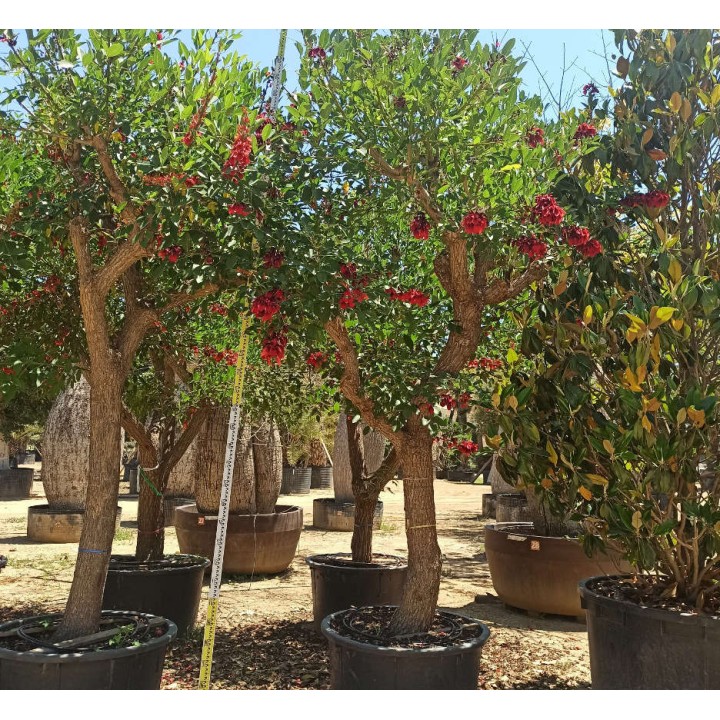 Erythrina crista-galli SPECIMEN
