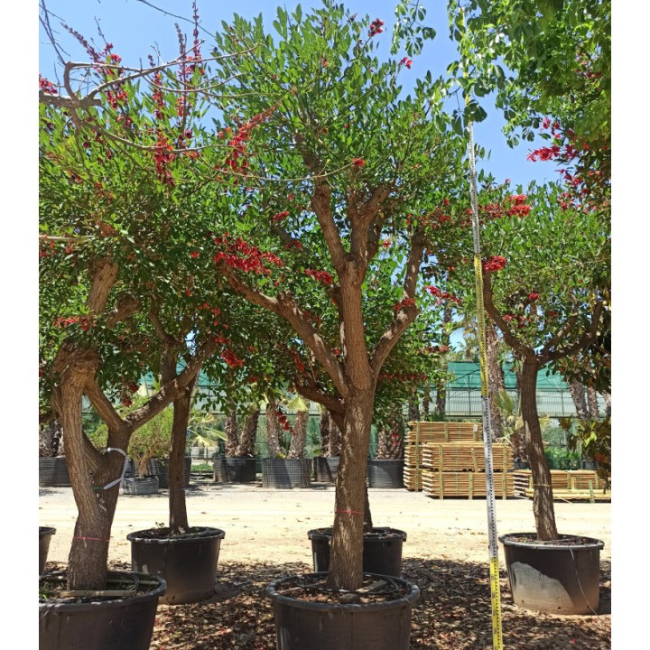 Erythrina crista-galli SPECIMEN