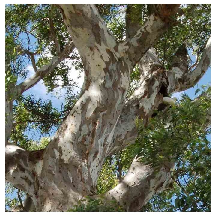 eucalyptus camaldulensis (Gommier des rivières ou Gommier rouge)