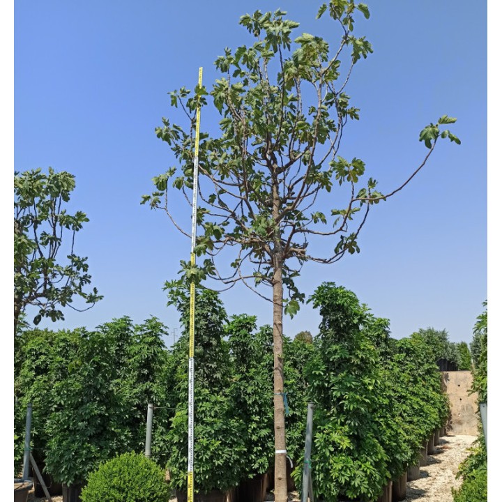 Ficus carica SPECIMEN (figuier)