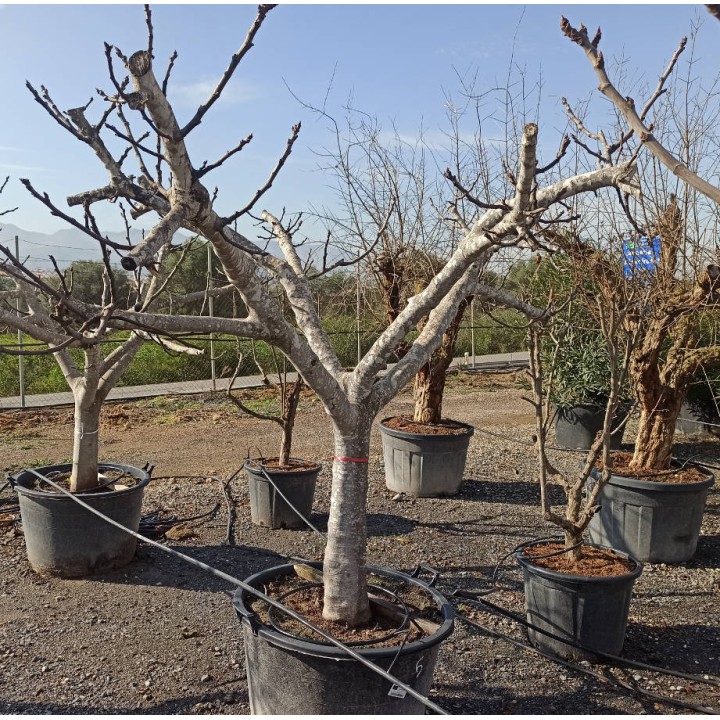 Ficus carica SPECIMEN (figuier)
