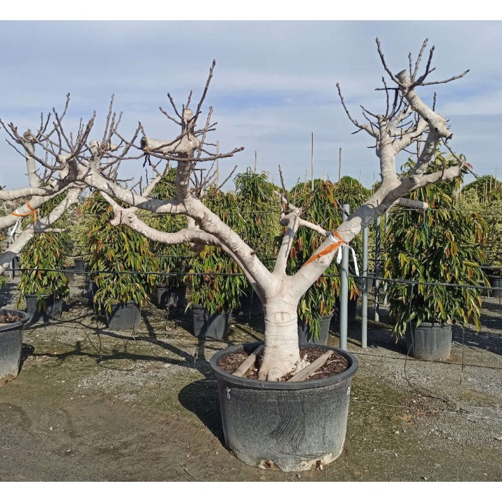 Ficus carica SPECIMEN (figuier)