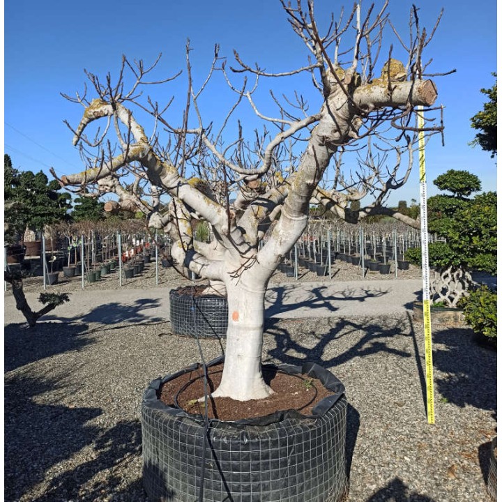 Ficus carica SPECIMEN (figuier)