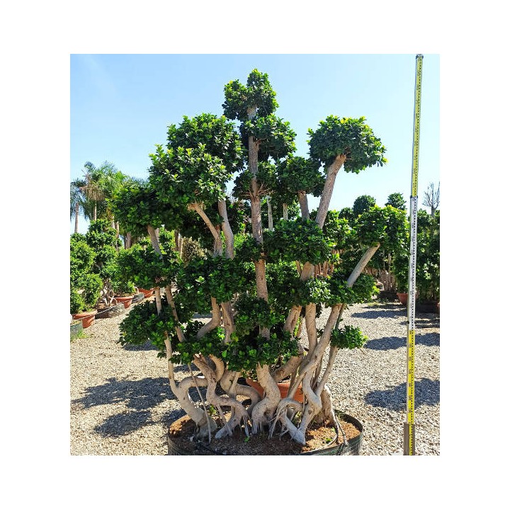 Ficus microcarpa 'Compacta' SPECIMEN