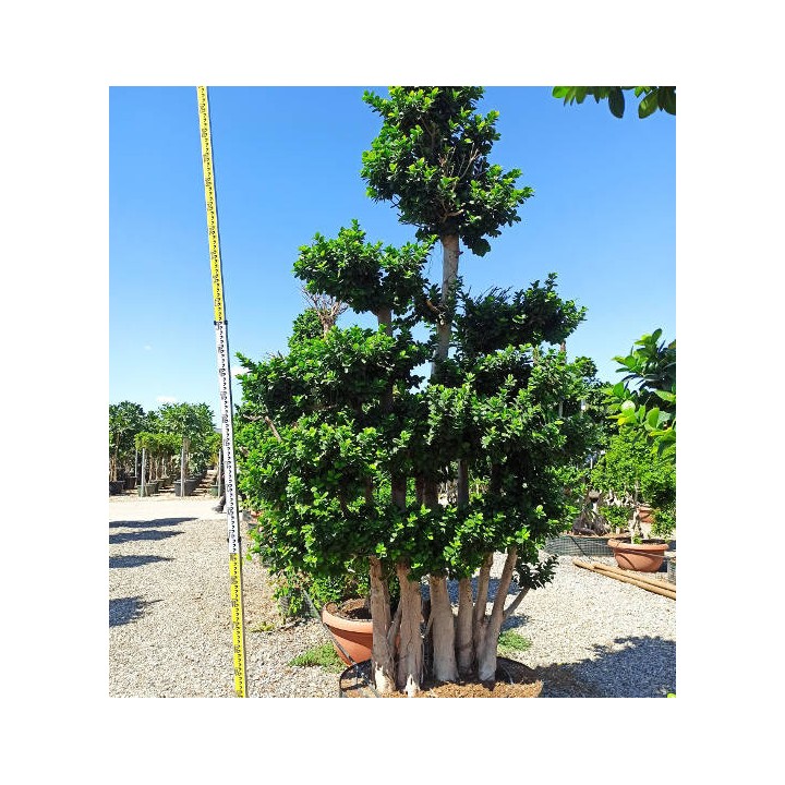 Ficus microcarpa 'Compacta' SPECIMEN