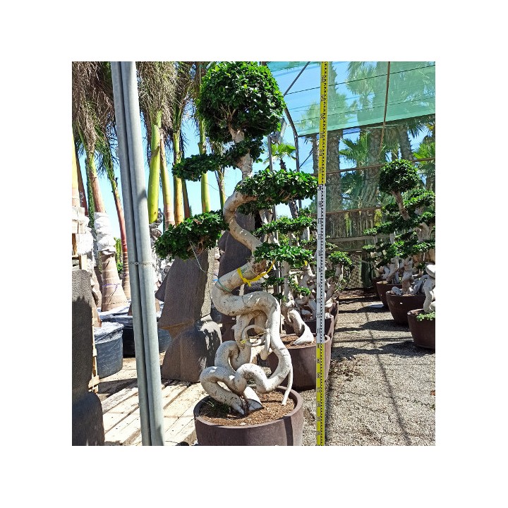 Ficus microcarpa 'Compacta' SPECIMEN