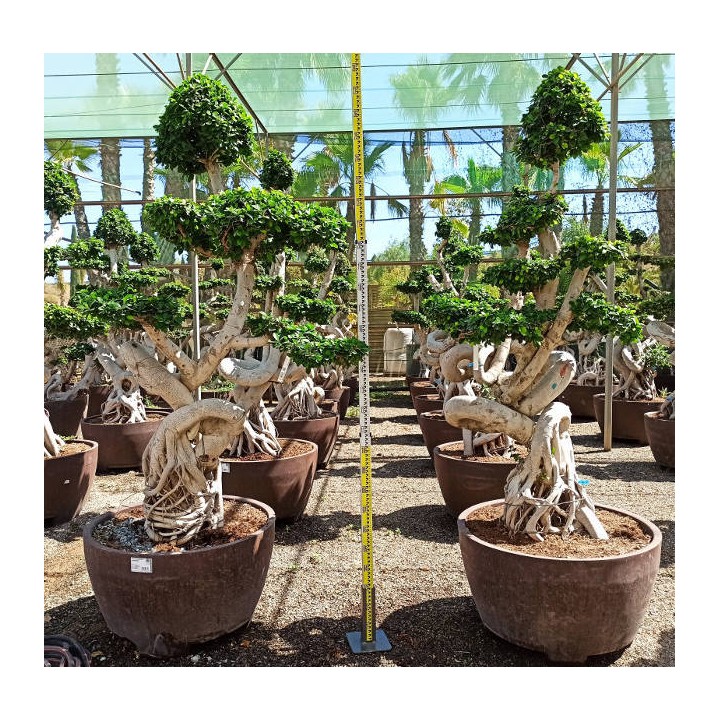 Ficus microcarpa 'Compacta' SPECIMEN
