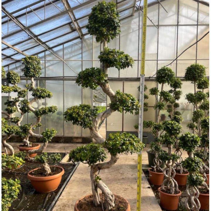 Ficus microcarpa 'Compacta' SPECIMEN