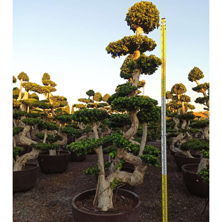 Ficus microcarpa 'Compacta' SPECIMEN