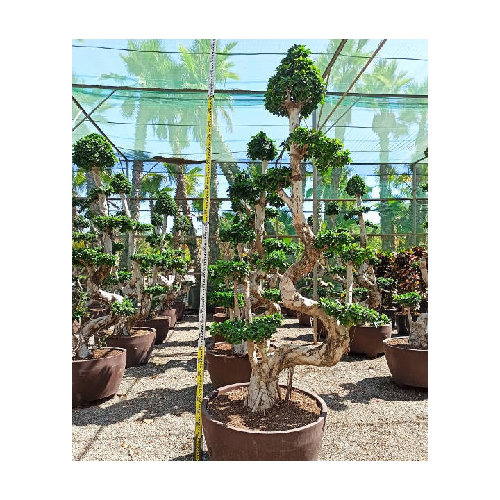 Ficus microcarpa 'Compacta' SPECIMEN