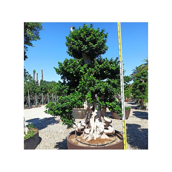 Ficus microcarpa 'Compacta' SPECIMEN