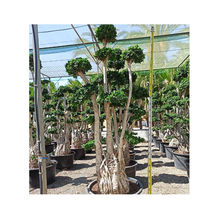 Ficus microcarpa 'Compacta' SPECIMEN