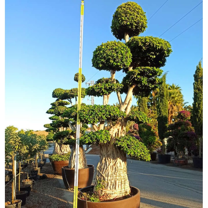 Ficus microcarpa 'Compacta' SPECIMEN