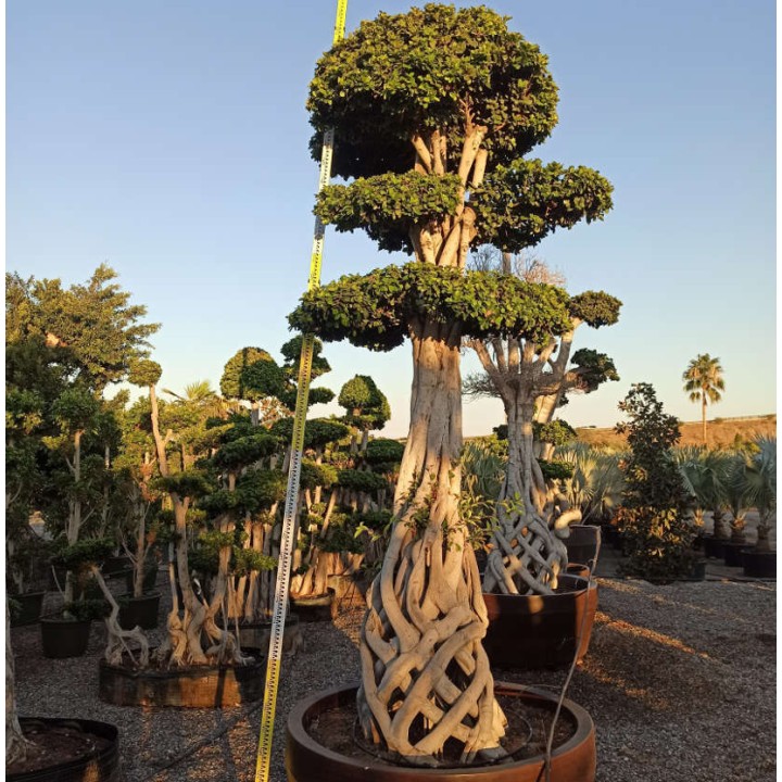 Ficus microcarpa 'Compacta' SPECIMEN