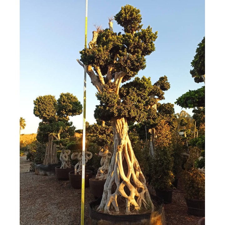 Ficus microcarpa 'Compacta' SPECIMEN
