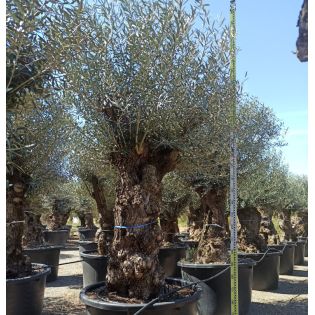 Olea europaea (Oliviers) centenaire
